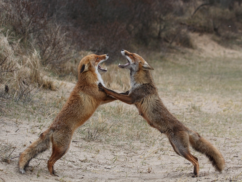 Zoogdieren